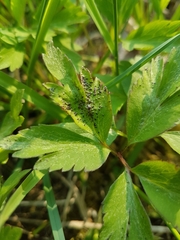 Synchytrium anemones