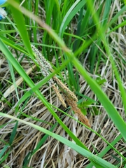 Carex