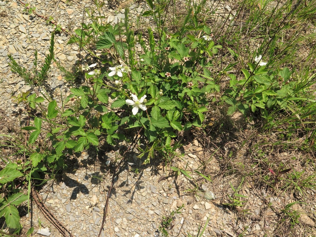 Deam's dewberry