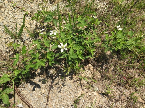 Deam's dewberry (Rubus deamii)