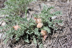 Oxytropis ampullata
