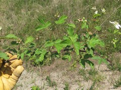 Rubus deamii