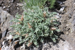 Oxytropis ampullata