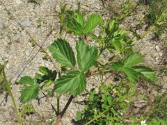 Rubus deamii