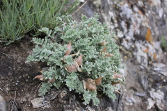 Oxytropis ampullata