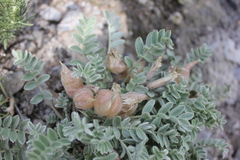 Oxytropis ampullata