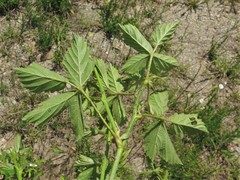 Rubus deamii