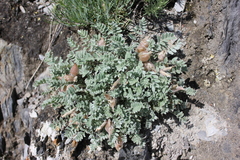 Oxytropis ampullata