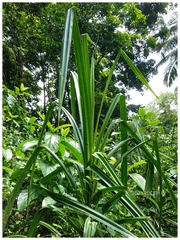 Pandanus furcatus