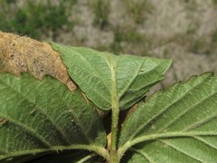 Rubus deamii