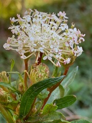 Trachymene composita composita