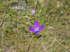 Triodanis leptocarpa