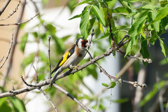 Carduelis carduelis