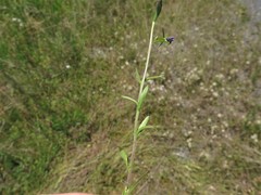 Triodanis leptocarpa