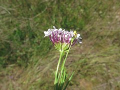 Valerianella longiflora