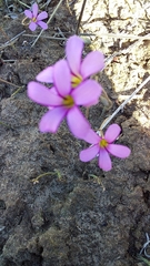 Oxalis lateriflora