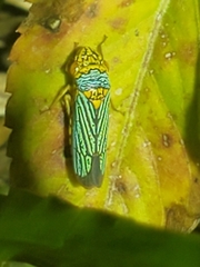 Oncometopia nigricans