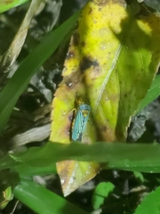 Oncometopia nigricans