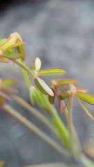Oxalis lateriflora