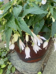 Campanula punctata