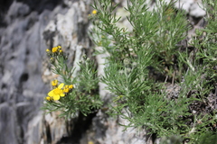 Brachanthemum krylovii