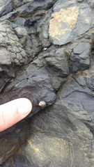 Austrolittorina cincta