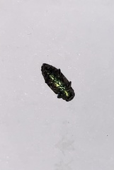 Chrysobothris shirakii