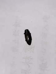 Chrysobothris shirakii