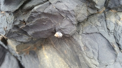 Austrolittorina cincta