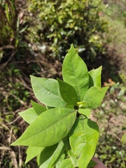 Litsea pungens