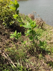 Litsea pungens