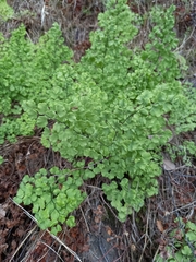 Adiantum chilense
