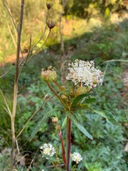 Trachymene composita composita