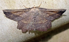 Euchlaena pectinaria