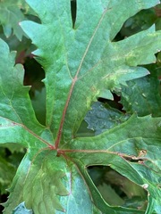 Trachymene composita composita