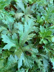 Trachymene composita composita