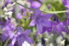 Campanula rapunculus
