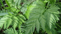 Anthriscus sylvestris