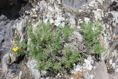Brachanthemum krylovii