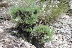 Brachanthemum krylovii