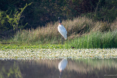 Jabiru