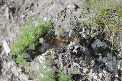 Brachanthemum krylovii