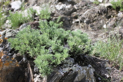 Brachanthemum krylovii