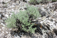 Brachanthemum krylovii