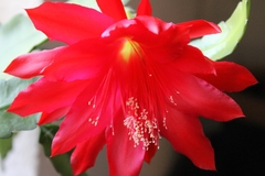 Disocactus ackermannii