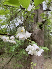Styracaceae
