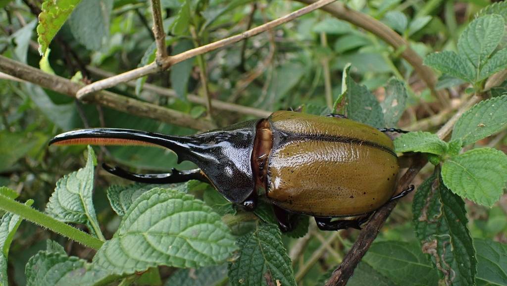 Scarabée Hercule (Dynastes hercules)