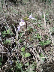 Mazus stachydifolius