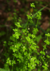 Galium propinquum