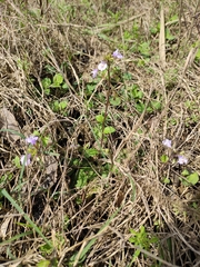 Mazus stachydifolius